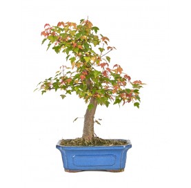 Acer buergerianum. Bonsai...