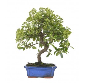 Pyracantha. Bonsai 9 Jahre....