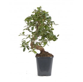 Pyracantha sp. Pre-bonsai 10 years. Firethorn
