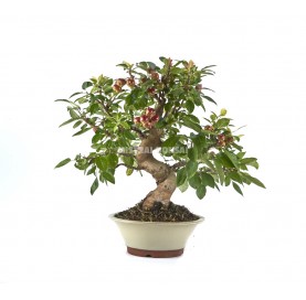 Malus. Bonsai 24 Jahre....