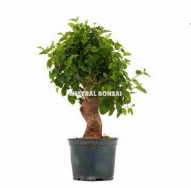 Morus. Prebonsai 14 Jahre. Maulbeerbaum