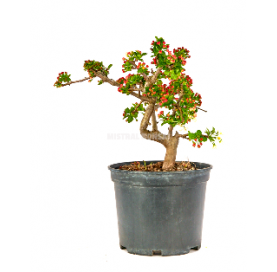 Malus Sargentii. Prebonsai...