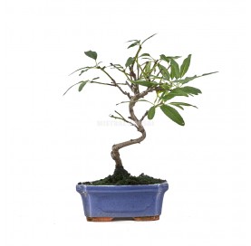 Prunus dulcis. Bonsai 7...