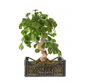 Ginkgo biloba. Prebonsai 22...