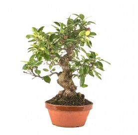 Malus sp. Prebonsai 24...