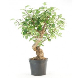 Malus sp. Pre-bonsai 19...