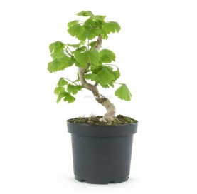 Ginkgo biloba. Prebonsai 15...