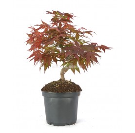 Acer palmatum...