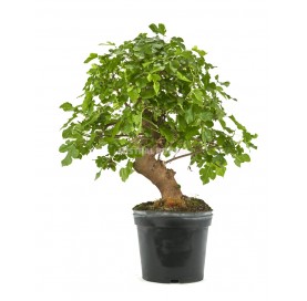 Morus. Prebonsai 18 Jahre. Maulbeerbaum