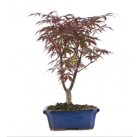 Acer palmatum atropurpureum. Bonsai 9 years. Japanese Red Maple.