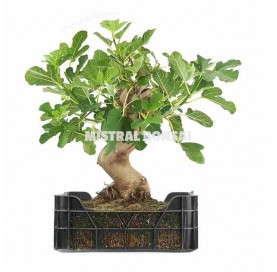 Ficus carica. Prebonsaï 22...