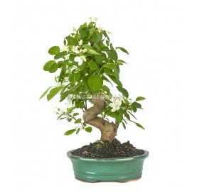 Malus Bonsai 17 years. Crab...