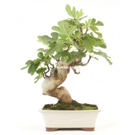 Ficus carica. Bonsaï 16 Ans. Figuier.