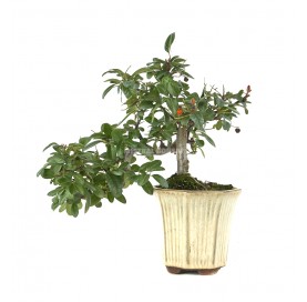 Pyracantha. Bonsai 10...