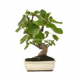 Ficus carica. Bonsai 12...