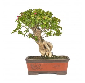 Bouganvillea spectabilis. Bonsai 25 Jahre. Bougainvillea. Drillilngsblume.