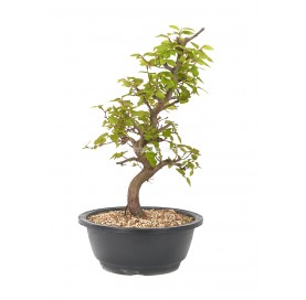 Carpinus coreana. Bonsaï 12 ans. Charme. Pot en plastique.