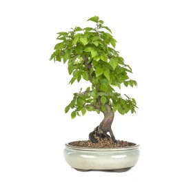 Carpinus coreana. Bonsaï 13...