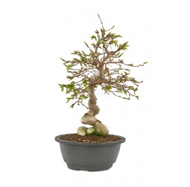 Carpinus coreana. Bonsai 23...