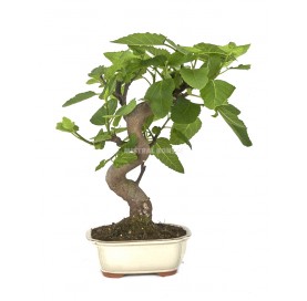 Ficus carica. Bonsaï 13...