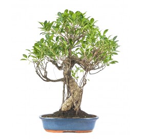 Ficus retusa. Bonsái 19 años. Ficus.