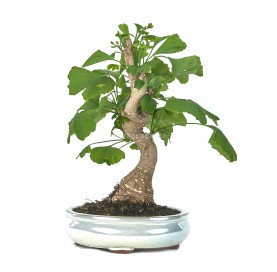 Ginkgo biloba. Bonsai 13...