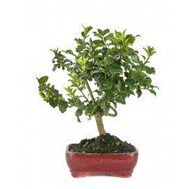 Ilex meserveae. Bonsaï 10 ans. Ilex ou houx japonais.