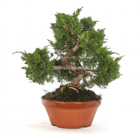 Juniperus chinensis kyushu. Bonsái 25 años. Enebro.