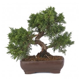 Juniperus chinensis kyushu. Bonsái 24 años. Enebro.