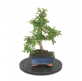 Round plastic bonsai turntable 250 mm diam.