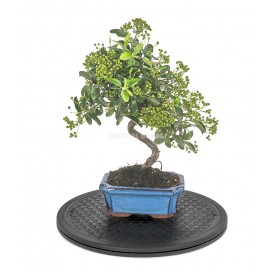 Round plastic bonsai turntable 300 mm diam.