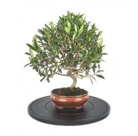 Round plastic bonsai turntable 400 mm diam.
