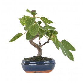 Ficus carica. Bonsaï 7 Ans....