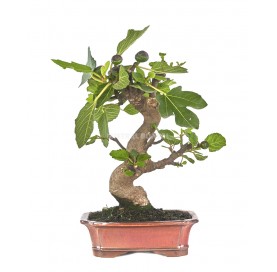 Ficus carica. Bonsaï 14 Ans. Figuier.