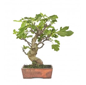 Ficus carica. Bonsaï 17...