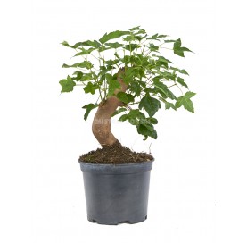 Acer buergerianum. Prebonsai 14 Jahre. Dreispitz-Ahorn