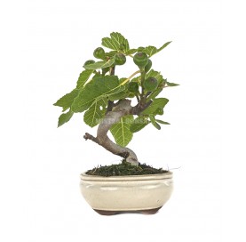 Ficus carica. Bonsai 7...