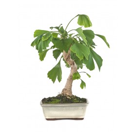 Ginkgo biloba. Bonsai 8 years. Maidenhair tree