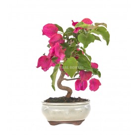 Bouganvillea glabra. Bonsai 10 Jahre. Bougainvillea. Drillilngsblume.