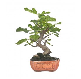 Ficus carica. Bonsaï 10...