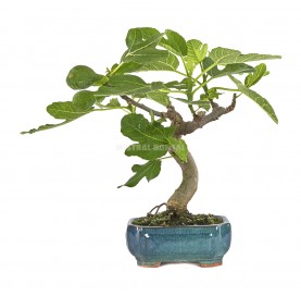 Ficus carica. Bonsaï 8 ans. Figuier.