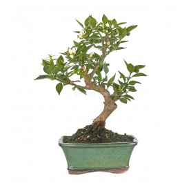 Citrus myrtifolia. Bonsai...