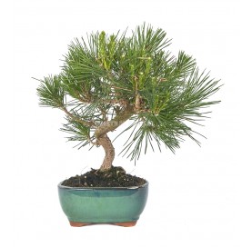 Pinus thunbergii. Bonsaï 10...