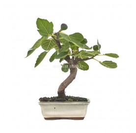 Ficus carica. Bonsaï 7 ans. Figuier