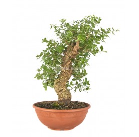 Quercus suber. Bonsai 21 Jahre. Korkeiche