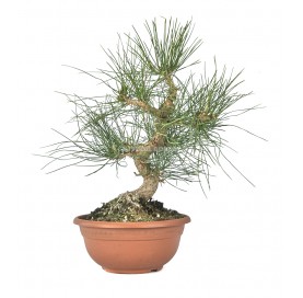 Pinus thunbergii. Prebonsái...