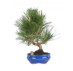 Bonsái exclusivo Pinus...