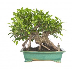 Exclusive bonsai Ficus retusa 24 years. Chinese banyan