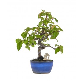 Exclusive bonsai Pseudocydonia sp. 19 years. Chinese quince