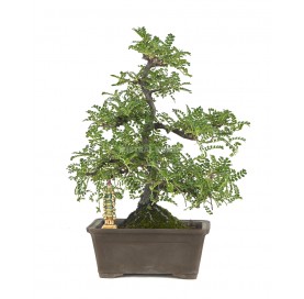 Exklusive Bonsai Osteomeles sp. 21 Jahre. Steinapfel